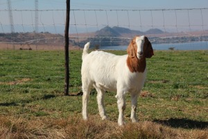 1X BOER GOAT FLOCK DOE Cherokee Boer Goats