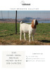 1X BOER GOAT FLOCK DOE Cherokee Boer Goats - 2