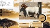 1X BOER GOAT FLOCK DOE Jaco vd Merwe