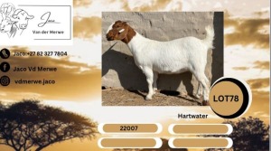 1X BOER GOAT FLOCK DOE Jaco vd Merwe