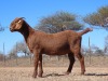 1X KALAHARI RED FLOCK DOE Fielie du Toit Kalahari Red Stoet