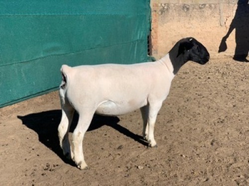 LOT 210 1 X DORPER OOI/EWE LEROY PHILLIPS DORPERS T5
