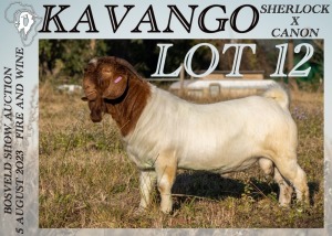 1X BOER GOAT STUD BUCK Koati Boer Goat Stud