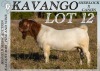 1X BOER GOAT STUD BUCK Koati Boer Goat Stud - 2