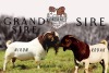 1X BOER GOAT PREGNANT STUD DOE Krokodilnest Boerbokstoet - 2