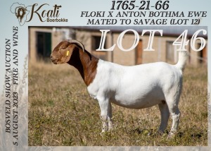 1X BOER GOAT DOE PREGNANT FLOCK Koati Boer Goat Stud