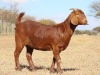 1X KALAHARI RED PREGNANT FLOCK DOE Fielie du Toit Kalahari Red Stoet