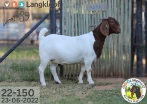 1X BOER GOAT STUD DOE Langkloof Boerbokstoet