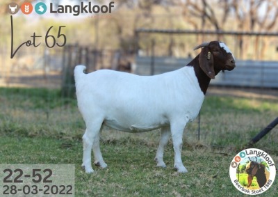 1X BOER GOAT STUD DOE Langkloof Boerbokstoet