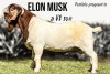 1X BOER GOAT PREGNANT STUD DOE Krokodilnest Boerbokstoet - 4