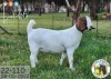 1X BOER GOAT STUD DOE Langkloof Boerbokstoet