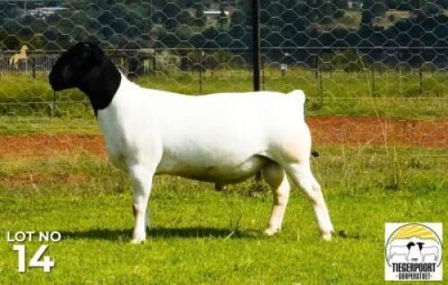 LOT 14 1 X DORPER RAM Tiegerpoort Dorper Kudde/flock