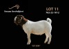 1X BOER GOAT STUD BUCK Passano Boerbokstoet - 2