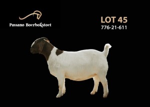 1X BOER GOAT PREGNANT FLOCK DOE Passano Boerbokstoet