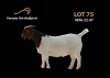 1X BOER GOAT PREGNANT STUD DOE Passano Boerbokstoet