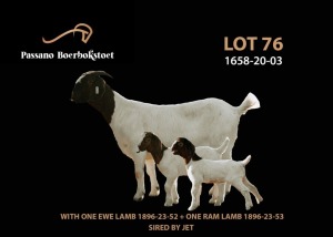 1+2X BOER GOAT STUD DOE Passano Boerbokstoet