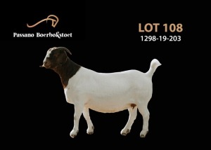 1X BOER GOAT PREGNANT FLOCK DOE Passano Boerbokstoet