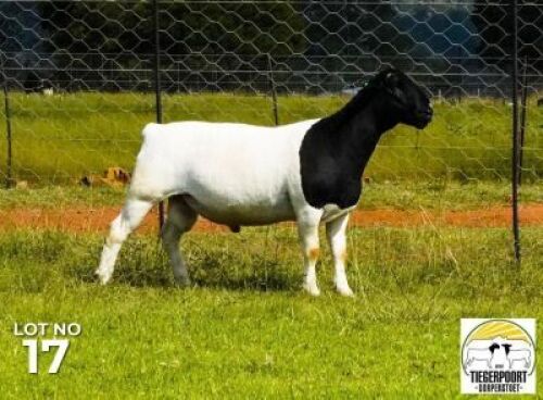 LOT 17 1 X DORPER RAM Tiegerpoort Dorper Stoet/Stud