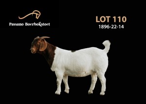 1X BOER GOAT PREGNANT FLOCK DOE Passano Boerbokstoet