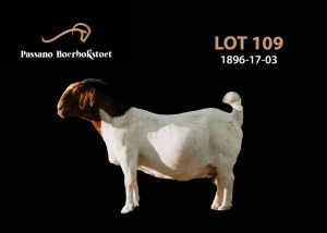 WITHDRAWN - 1X BOER GOAT DOE Passano Boerbokstoet