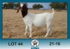 1X BOER GOAT FLOCK DOE Ronwil Boerbokstoet