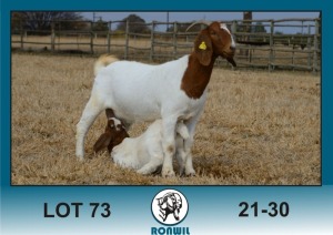 1+1X BOER GOAT FLOCK DOE Ronwil Boerbokstoet