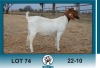 WITHDRAWN - 1X BOER GOAT DOE Ronwil Boerbokstoet