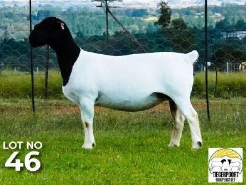 LOT 146 1 X DORPER OOI/EWE Tiegerpoort Dorper Stoet T5
