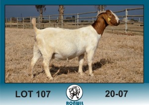 WITHDRAWN - 1X BOER GOAT DOE Ronwil Boerbokstoet