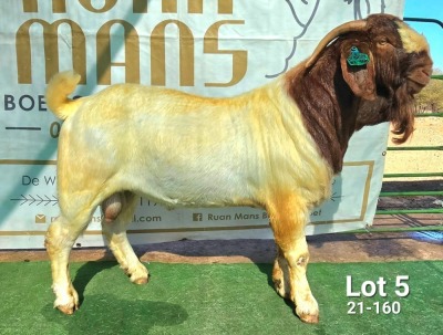 1X BOER GOAT STUD BUCK Ruan Mans Boerbokstoet