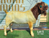 1X BOER GOAT STUD BUCK Ruan Mans Boerbokstoet - 2