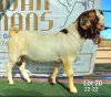 WITHDRAWN - 1X BOER GOAT BUCK Ruan Mans Boerbokstoet