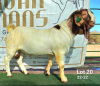 WITHDRAWN - 1X BOER GOAT BUCK Ruan Mans Boerbokstoet - 2