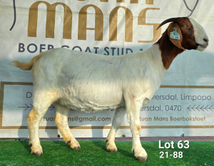 WITHDRAWN - 1X BOER GOAT DOE Ruan Mans Boerbokstoet