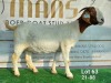 WITHDRAWN - 1X BOER GOAT DOE Ruan Mans Boerbokstoet - 2