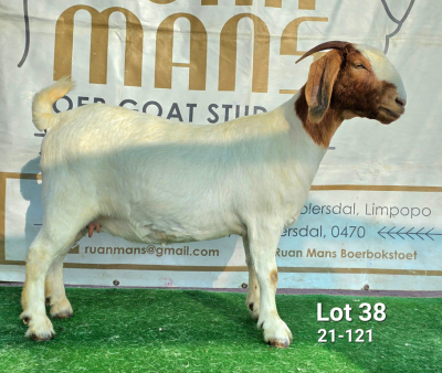 1+1X BOER GOAT FLOCK DOE Ruan Mans Boerbokstoet