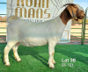 1+1X BOER GOAT FLOCK DOE Ruan Mans Boerbokstoet - 2