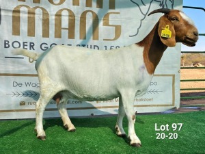 WITHDRAWN - 1+1X BOER GOAT DOE Ruan Mans Boerbokstoet