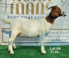 1X BOER GOAT PREGNANT FLOCK DOE Ruan Mans Boerbokstoet