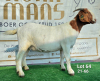 1X BOER GOAT PREGNANT FLOCK DOE Ruan Mans Boerbokstoet - 2