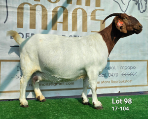 WITHDRAWN - 1X BOER GOAT DOE Ruan Mans Boerbokstoet