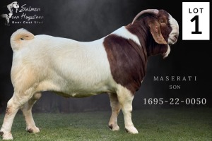 1X BOER GOAT STUD BUCK Salmon van Huyssteen Boer Goat Stud