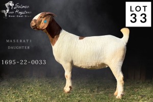 1X BOER GOAT FLOCK DOE Salmon van Huyssteen Boer Goat Stud