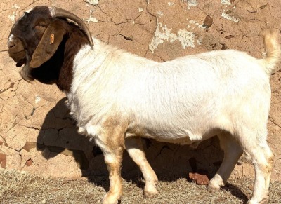 WITHDRAWN - 1X BOER GOAT BUCK Schoonheid Boerbok Stoet