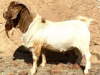 WITHDRAWN - 1X BOER GOAT BUCK Schoonheid Boerbok Stoet