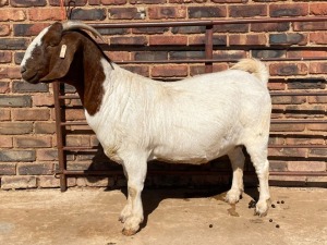 1X BOER GOAT PREGNANT STUD DOE Schoonheid Boerbok Stoet