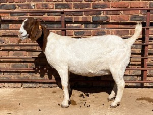 WITHDRAWN - 1X BOER GOAT DOE Schoonheid Boerbok Stoet