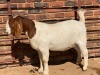 1X BOER GOAT FLOCK DOE Schoonheid Boerbok Stoet