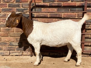 1X BOER GOAT FLOCK DOE Schoonheid Boerbok Stoet