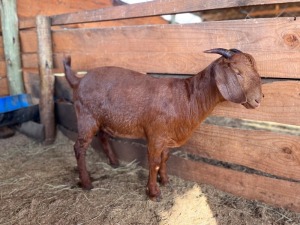 1X KALAHARI RED STUD DOE Shira Boerdery and Stud